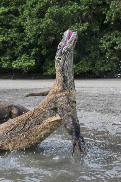 Indonesia, Rinca Island, Komodo NP Komodo dragon
